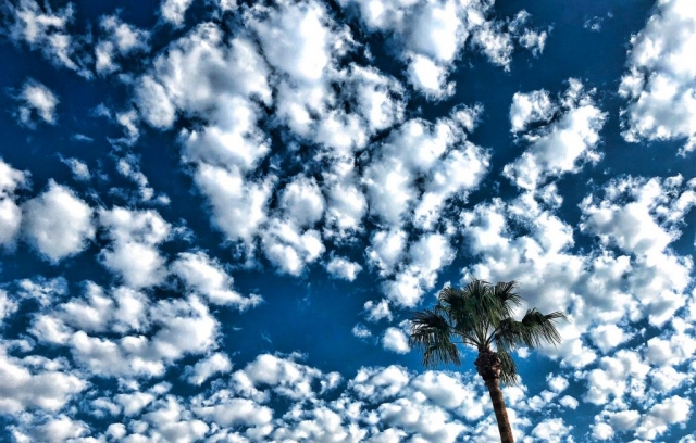 palm tree and clouds,Phoenix