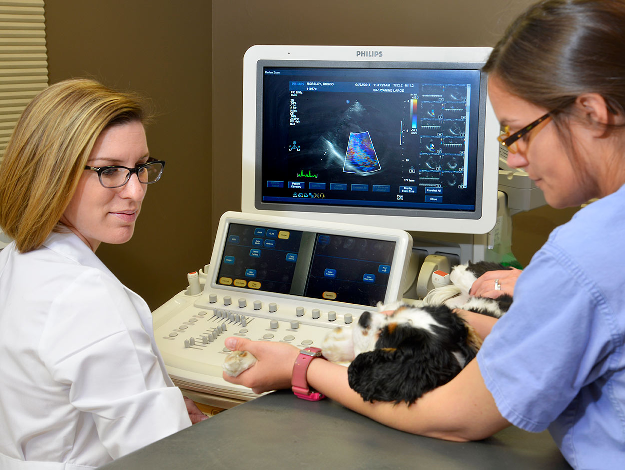 vet and ultrasound
