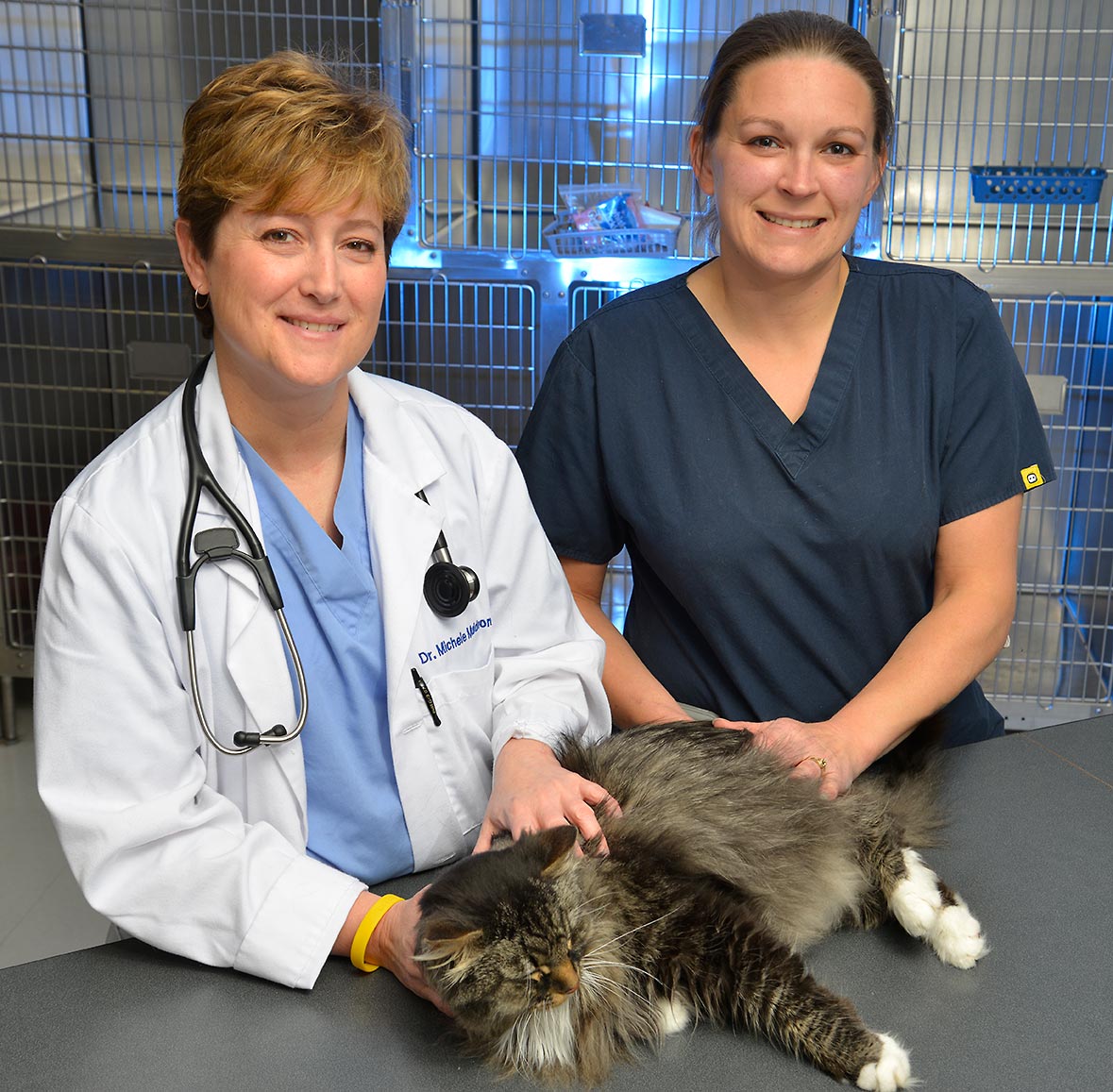 vets with cat